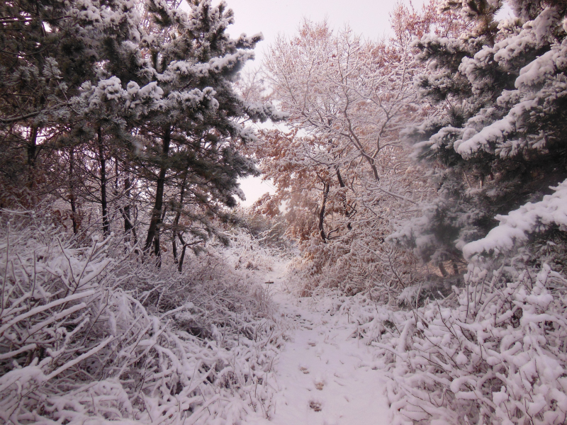 宁静的山道